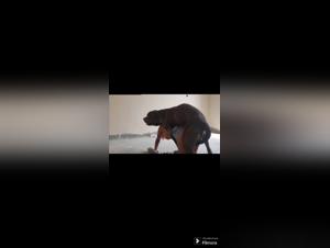 Wife screams with pleasure in bestiality sex video