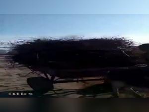 Woman and Horse: An Unexpected Meeting