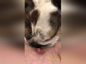 bitch licking dog hardcore