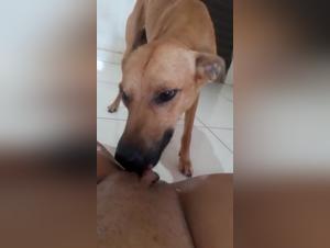 Brazilian woman and dog: a beastly video