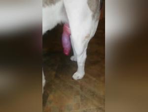 Zoophilic Bestiality: A pornstar Gets Down with Her Dog