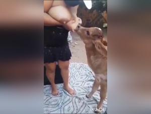 Dog Breastfeeds Calf 34