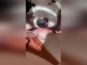 Dog Licking Pussy Extreme