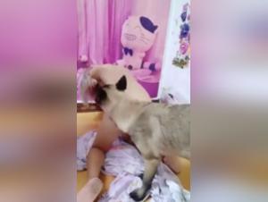 Bestiality with a young Chinese girl and her dog