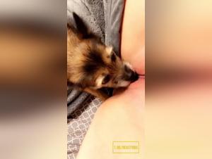 Hund & Frau Sex XXX