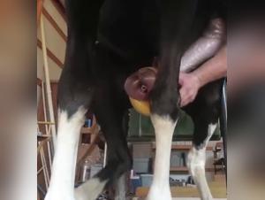 Zoophilia video with a horse