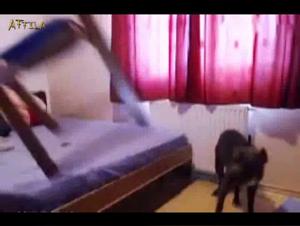 dog fucks bitch