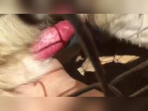 Pushing Boundaries: Extreme Zoophilia