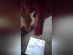 Human-Dog Encounter: A Bestial Experience