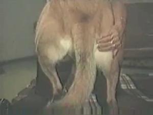 Forbidden Meeting: Woman and Dog