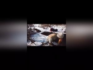 Outdoor bestiality: shocking and exciting videos