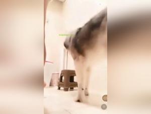 Chica China se deja follar por perro