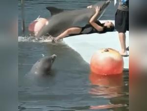 Sex video with a dolphin: a beastly and exciting experience