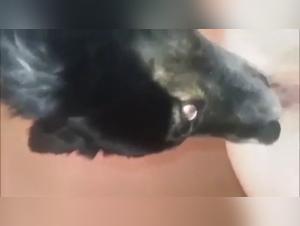 Bestiality Video: Star and Dog - Close Up