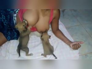 troia nutre cucciolo, sete insaziabile