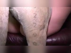 Sex with a dog: a beastly experience on the couch