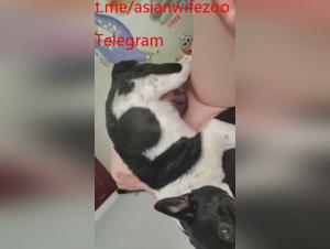 avage Chien Chinoise