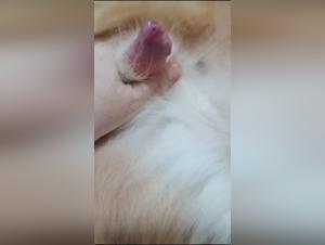 Unveiling Primal Beastly Desires