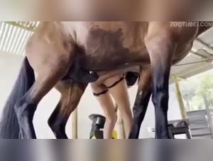 Unglaublich: Das Pferd knallt ihr die Muschi rein