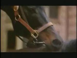 Forbidden Meeting: A Woman and a Horse