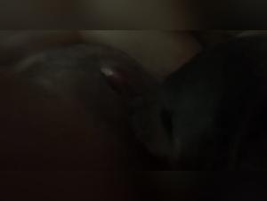 Girland Dog Compares Devouring Animal Porn Videos