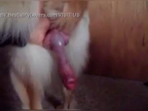 Amateur Webcam Fun with a Dog
