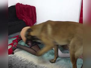 Dogwoman 2022: A bestial and intense encounter