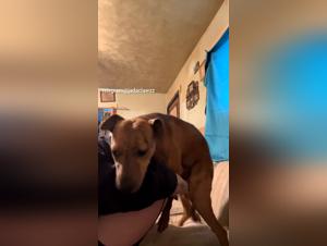 Dog Fucking Live - Customized Experience