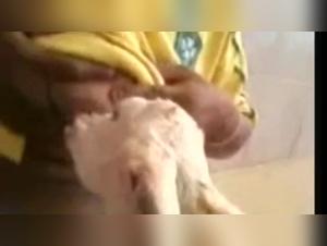 Brazilian woman and her lamb: an intense lactation scene