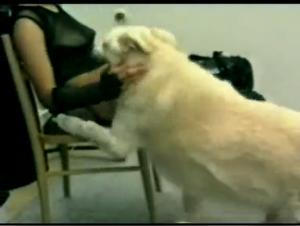 Sexzoo Délirante: Pucelle Serrée, Baise Animale Incroyable