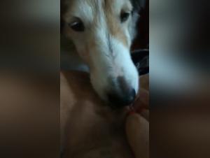 Bestial and intense encounter with a dog