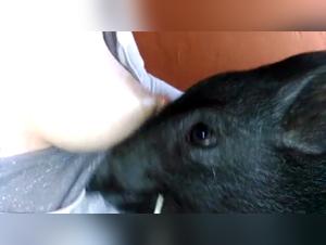 Unexpected breastfeeding with a pig