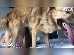 Porn with animals: Sluts fucking dogs