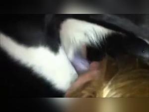 Perra folla caballo salvaje