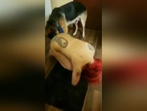 Woman and dog: a forbidden meeting