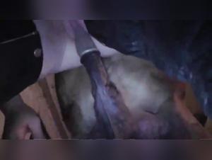 Doggy Style XXX: Dirty Sluts Fucked By Dogs