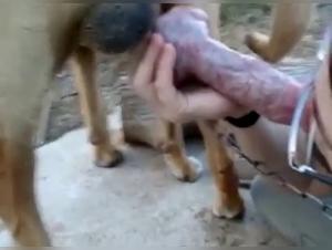 Sensual Teen Girl and Her Four-Legged Best Friend: An Extreme Bestiality Sex Experience