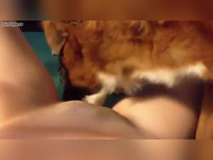 Adorable teen and her dog: a hardcore bestiality scene