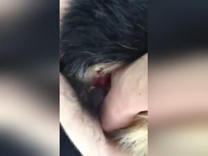 Bestiality with Dogs Videos - Woman and Dog