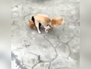 Picole and the female dog: a video of extreme zoophilia