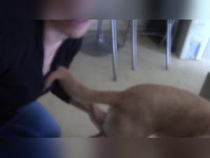 Bestiality: a woman and her dog in a shocking video