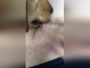 FTM - Laboratorium, Hund leckt großes Klitoris