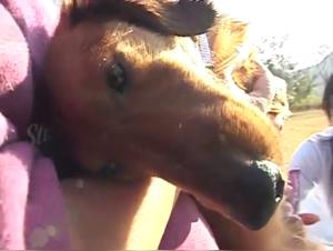 Doppelt Bussi mit Hund & Cumshot ins Gesicht