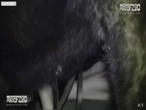 Woman dog sex extreme
