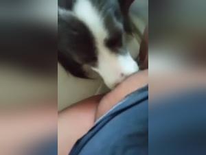 Bestiality sex video with dog