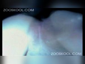 canine sex sounds zoo