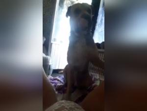 Dog sex video: teenage girl and her four-legged companion