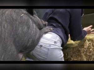 Bestial Encounters: Women and Animals