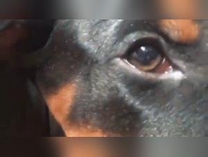 Zoophile Bestiality: A Woman and Her Dog