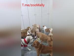 folie canine asiatique : baise bestiale extrême